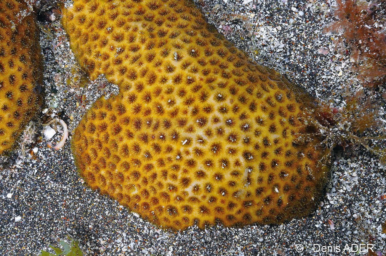 Siderastrea radians Corail etoile-Cap-Vert-Pointe Flamengo-6m-20150410-Denis-ADER-DSC_0136_tn.jpg